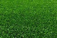 Veštačka trava debljina 10mm širina 2m Garland Grass