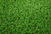 Veštačka trava debljina 30mm širina 2m Garland Grass
