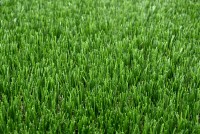 Veštačka trava debljina 40mm širina 2m Garland Grass